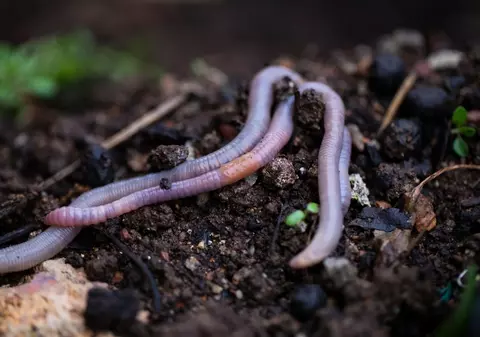 Un primar din Galați vrea să lupte pentru drepturile râmelor. „Sunt eutanasiate de pescari în mod barbar”