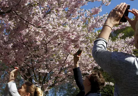 Sărbătoarea înfloririi cireșilor, anulată în Japonia din cauza unui scandal. Premierul e acuzat că și-ar fi adus peste 800 de susținători la festival la un cost uriaș