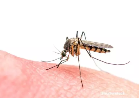 Primele cazuri de infestări cu virusul Zika în Europa de la țânțari de-ai locului! Până acum, boala era „importată” de pe alte continente