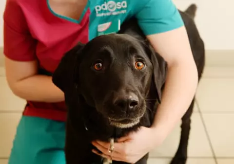 Labrador salvat de doctori după ce a mâncat 34 de decorațiuni de Crăciun legate cu panglici