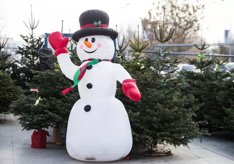 După Sărbători, oamenii pot dona brazii de Crăciun. Aceștia vor fi plantați în Drumul Carului