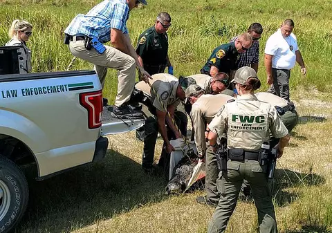 Un bărbat mort din cauza unei supradoze a fost dezmembrat de un aligator
