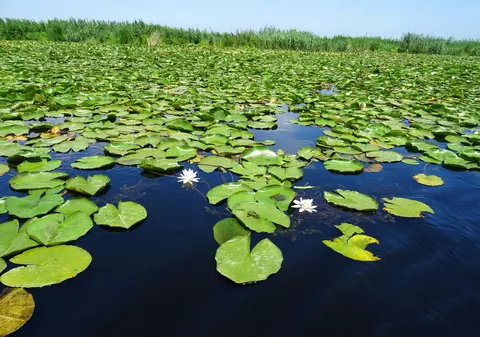 Tarife reduse cu 65% la vacanțele în Delta Dunării pentru 2020! (PUBLICITATE)