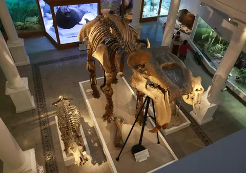 Angajații din muzee acuză că legea salarizării le-a redus salariile și amenință cu greva. ”Un cercetător științific are un coeficient aproape similar cu al unui muncitor calificat”