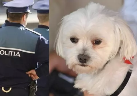 Un ieșean a fost trimis după gratii pentru 30 de zile din cauza unui bichon. Ce a făcut bărbatul