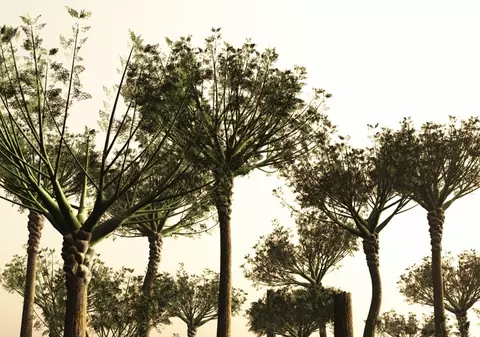 A fost descoperită cea mai veche pădure din lume