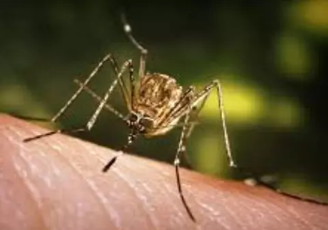 Alte două cazuri de infectare cu virusul West Nile, confirmate în București și Giurgiu