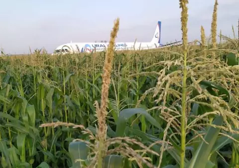 Un avion privat a aterizat într-un lan de porumb!