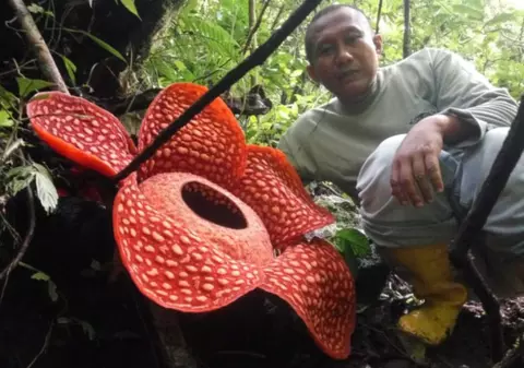 Este cea mai mare floare din lume și miroase a cadavru