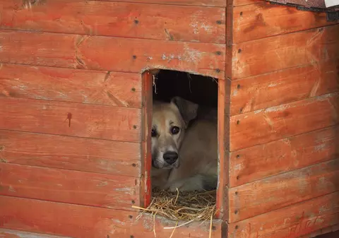 Video | Scene de o cruzime rară în Dâmbovița. Câini maltratați de doi minori