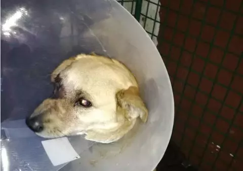 Cruzime de neînchipuit la Satu Mare: niște indivizi au băgat o petardă în gura unui câine! Reacția poliției