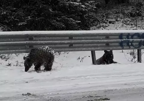 Doi pui de urs, surprinși jucându-se în zăpadă pe un drum național din Vrancea