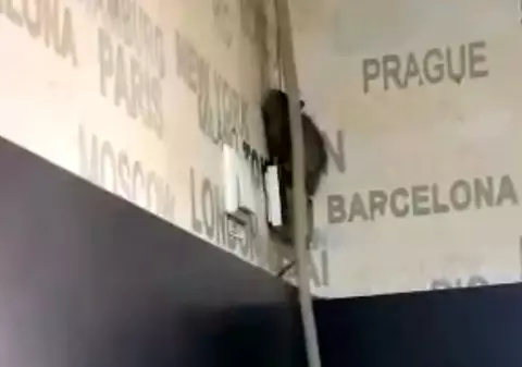 Șobolan filmat plimbându-se pe pereți, într-o cofetărie din Târgu Jiu