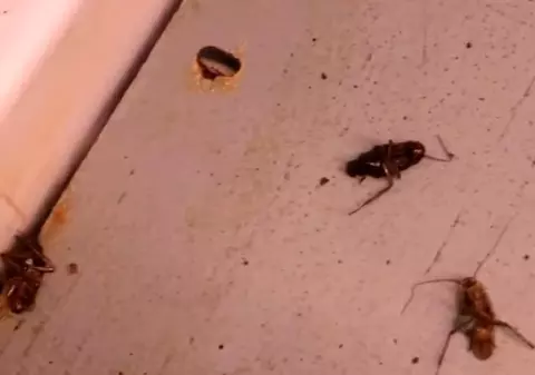 VIDEO| Gândac în farfurie, la spital. Managerul spitalului spune că e posibil ca aceștia să fie aduși de pacienți