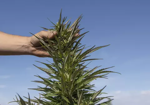 Canabisul este cel mai consumat drog în România. Raportul Agenției Naționale Antidrog