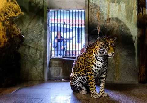 A vrut să-și facă un selfie la Grădina Zoologică, dar un jaguar i-a rupt brațul