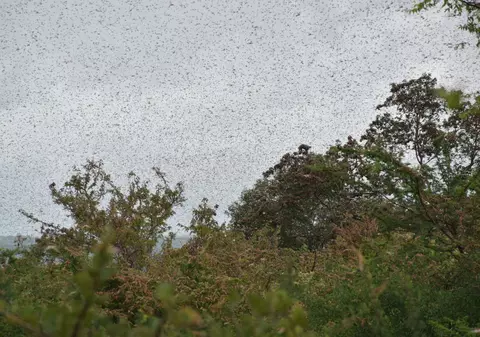 VIDEO Invazie de lăcuste în Estul Africii. Nori de insecte au făcut cerul negru, vegetația este distrusă. Apare spectrul foametei