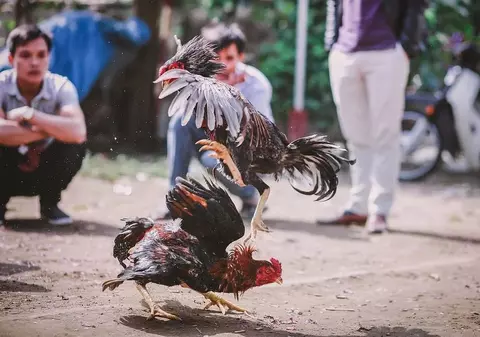 Spectator ucis de un cocoș de luptă, în timp ce pasărea era introdusă în ring. Bărbatul s-a aflat în locul nepotrivit, la momentul nepotrivit