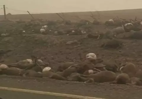 Cadavrele a mii de animale, pe marginea șoselei. Imagini terifiante din Australia