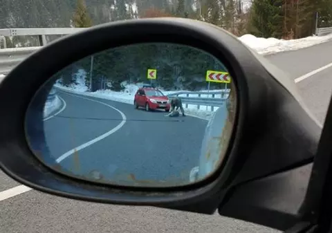 Scene șocante în România. Un bărbat a împușcat un câine pe stradă, în fața unui copil de 6 ani. Reacția polițiștilor