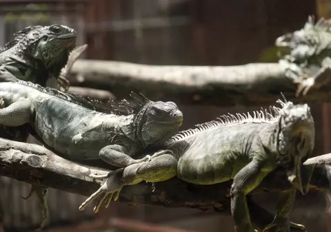 Avertizare meteo în Florida: Atenție, cad iguane din copaci!