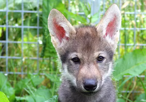 Studiu: Puii de lup sunt mult mai buni decât câinii la jocurile de tip aport