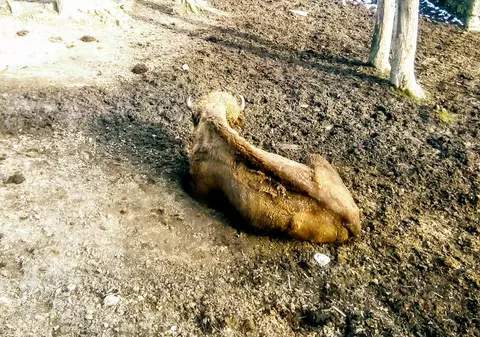 Imaginile cu animalele de la Grădina Zoologică din Reșița au stârnit revoltă pe Facebook: ”Doamne sunt în Lagăr... nenorociții”