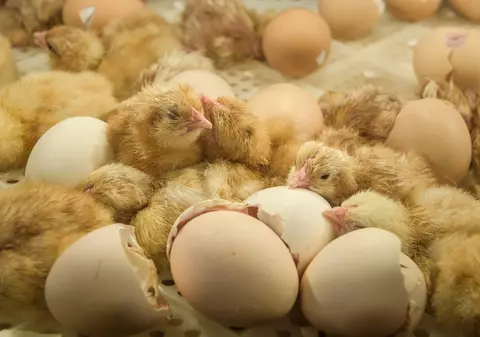 Franța interzice uciderea de vii a milioane de pui de găină