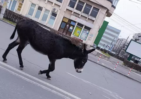 VIDEO VIRAL | Un măgar s-a plimbat pe străzile din Ploiești și a blocat traficul