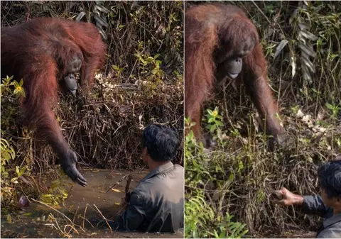 Fotografie uluitoare | Momentul în care un urangutan îi întinde mâna unui bărbat, încercând să-l ajute