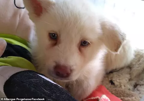 Scrisoarea emoționantă a unui copil care și-a lăsat câinele la un centru de adopție din Mexico City: ”Să nu-l bateți și voi, că l-a bătut tata destul. Mă voi întoarce să-l iau când voi fi mai mare”