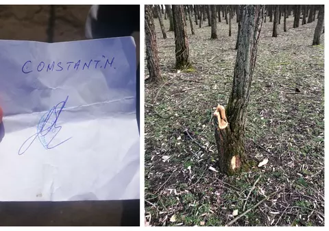 Lemne luate din pădure cu bon de la Primărie! Poliția a dat amenzi, primarul se apără: "A fost furtună, au căzut pomi, atacuri de campanie"