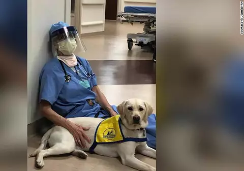 Un labrador aduce alinare medicilor care luptă împotriva coronavirusului