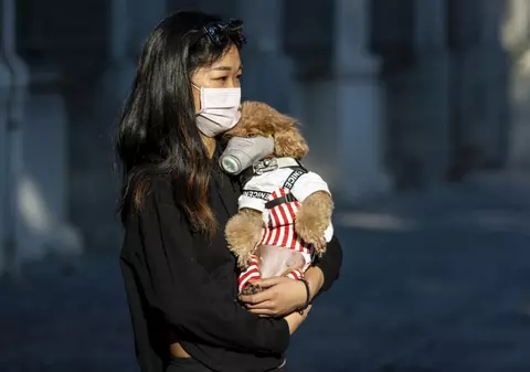 Câinii și pisicile nu ar putea transmite coronavirusul, dar se pot infecta