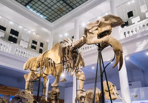 Muzeul Antipa se redeschide pe 1 iunie. Accesul vizitatorilor va fi controlat şi gradual. Durata vizitei, maximum două ore