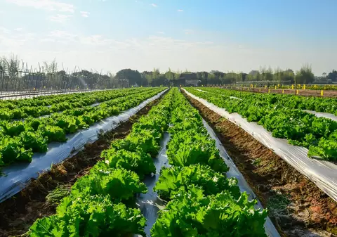 Anunț inedit. O fermă din Anglia le cere englezilor care vor o slujbă să vorbească fluent limba româna