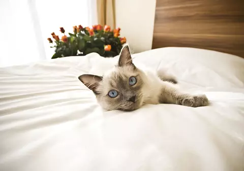 Un hotel pentru pisici găzduiește gratis animalele de companie ale persoanelor care se îmbolnăvesc de coronavirus