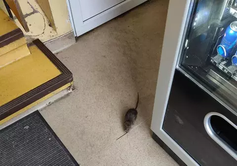 Deputatul USR, Emanuel Ungureanu, despre noua vizită a șobolanului Dominic la Spitalul de Copii