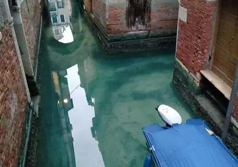 Efectul benefic al carantinei: pe canalele din Veneția au apărut lebedele și delfinii