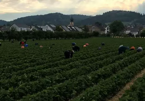 Câți bani primesc românii care culeg sparanghel în Germania. ”Au lucrat din prima zi, nu intră în carantină”