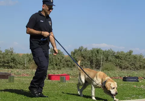 Câini dresaţi să detecteze COVID-19 cu o precizie de peste 90%