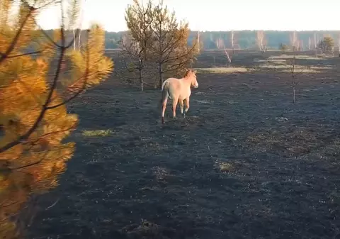 VIDEO | Imagini unice de la Cernobîl: caii sălbatici fugiți de incendiu caută hrană și adăpost