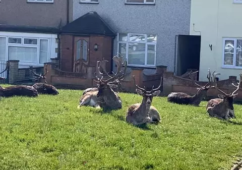 VIDEO | Când oamenii sunt izolați în case, animalele pun stăpânire pe orașe. Mieii se dau în leagăne, iar aligatorii ies la plimbare pe trotuare