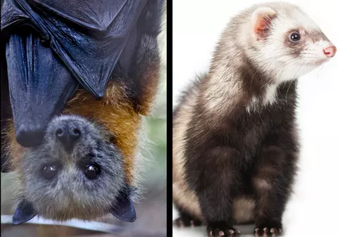 Ce animale se pot infecta cu noul coronavirus. Dihorii ar putea fi folosiți la testarea vaccinurilor şi a medicamentelor antivirale