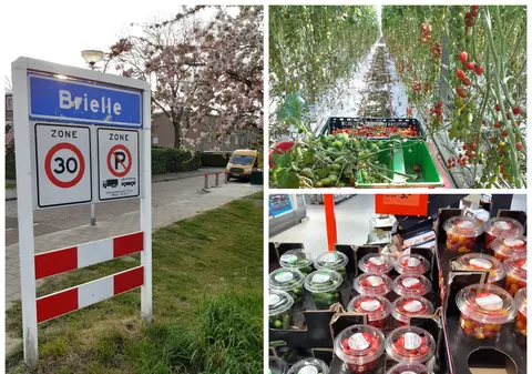 Dezvăluirile unui angajat român, “mâna dreaptă” a șefului olandez. Câți bani fac firmele care aduc muncitori la serele de roșii din Olanda