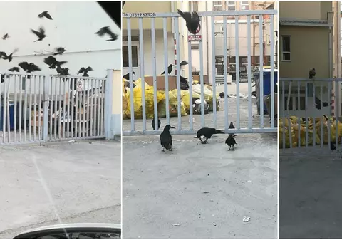 Imagini de la Spitalul Județean Deva. Corbii curăță deșeurile toxice depozitate de 10 zile în curtea unității spitalicești