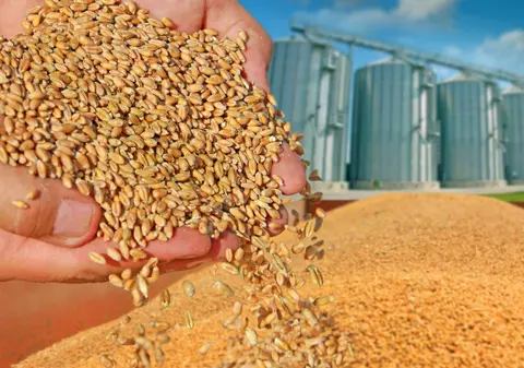 Analiza Bloomberg: Stocurile mondiale de grâu ar urma să ajungă la un nivel-record în acest an. “Nu trebuie să fim îngrijoraţi”