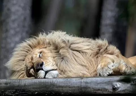 Alte șapte feline mari de la grădina zoologică din Bronx au fost testate pozitiv cu noul tip de coronavirus