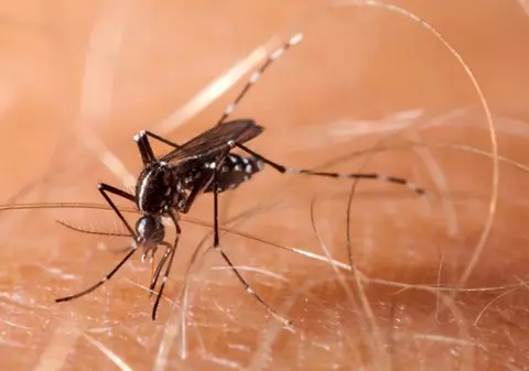 Răspunsul categoric la întrebarea "Pot țânțarii transmite noul coronavirus?". De ce trebuie de fapt să vă feriți