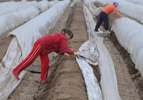 Cum sunt ținuți o parte dintre românii veniți la cules de sparanghel în Germania. “Nu vrem să murim aici pe capete”